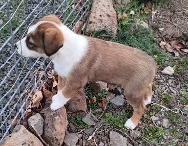 Enlarge Sunday, an adopted mixed breed in Bend, OR image 2/3