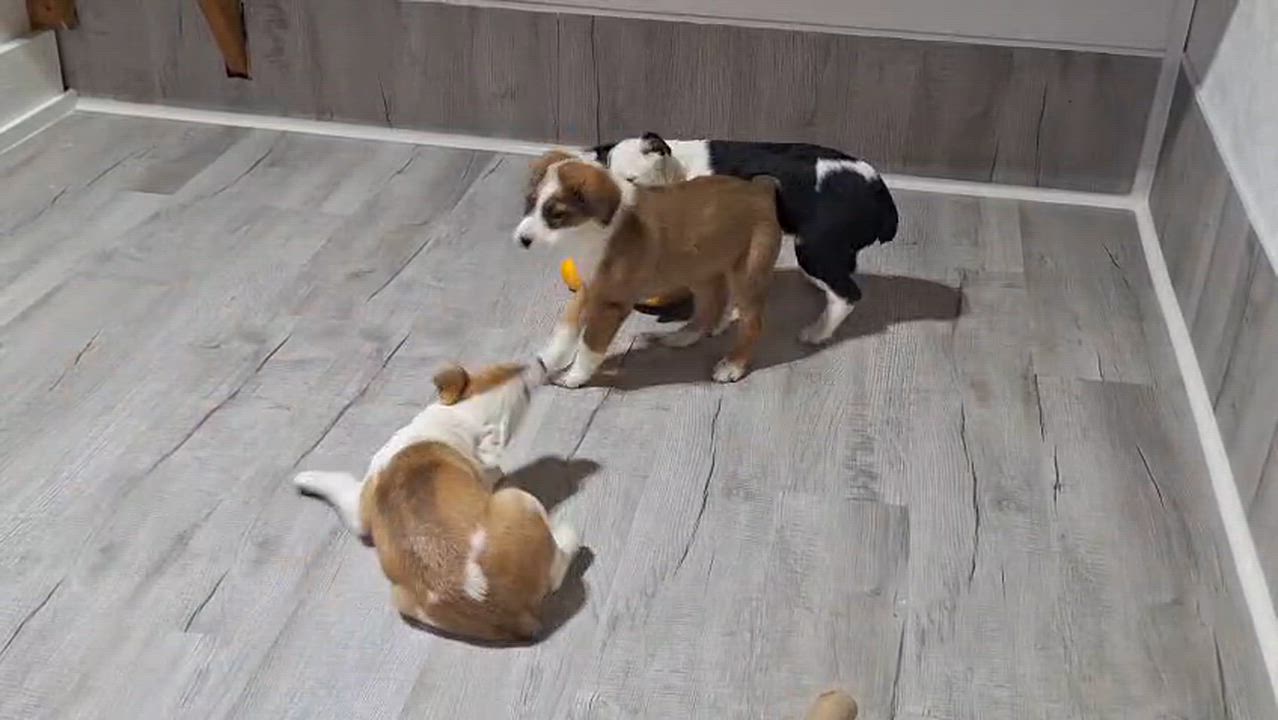 Enlarge Sunday, an adopted mixed breed in Bend, OR video 3/3