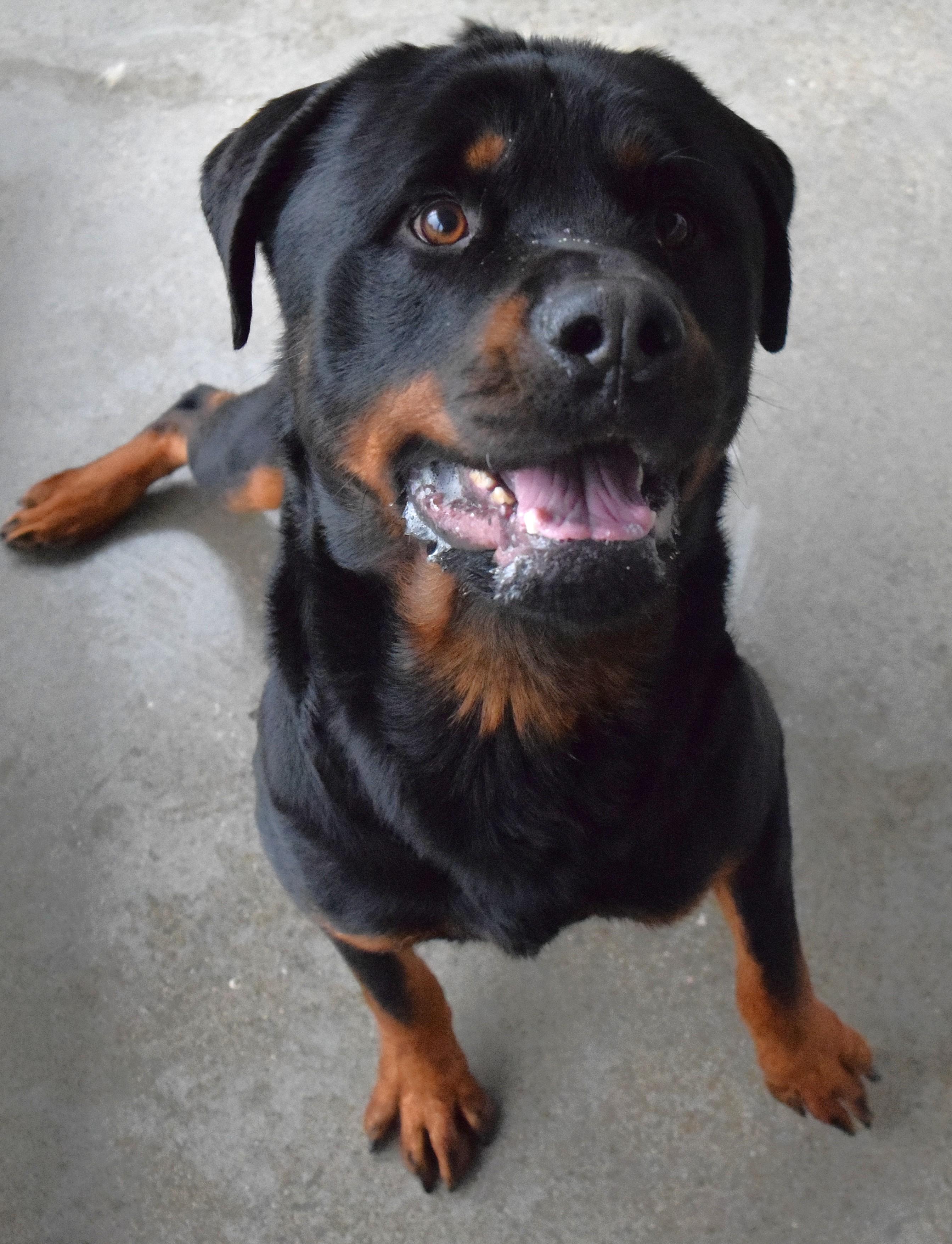 Enlarge 22233 "Titus", a ADOPTABLE Rottweiler in Broken Arrow, OK image 1/1