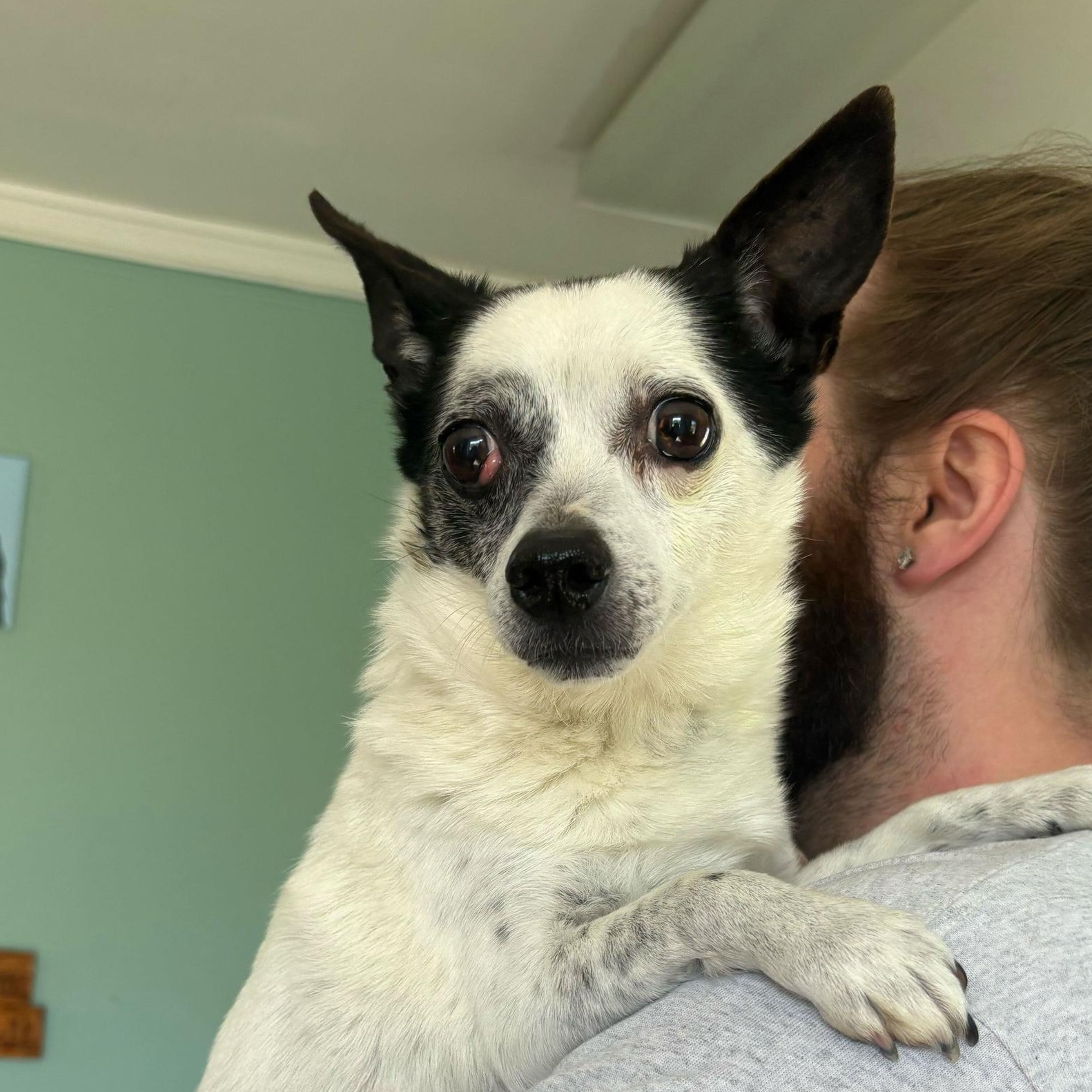 Enlarge Jack, an adopted mixed breed in Anderson, IN image 3/3
