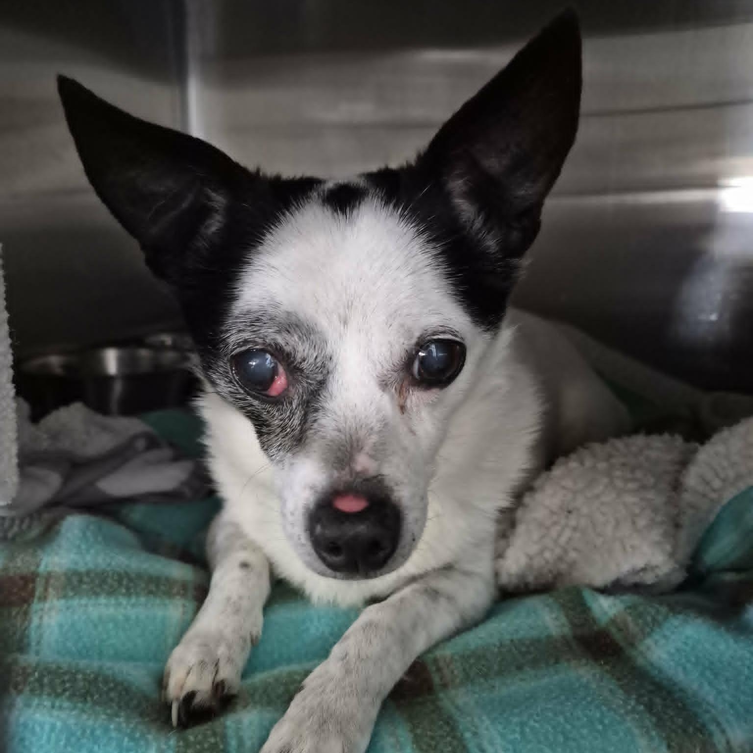 Enlarge Jack, an adopted mixed breed in Anderson, IN image 2/3