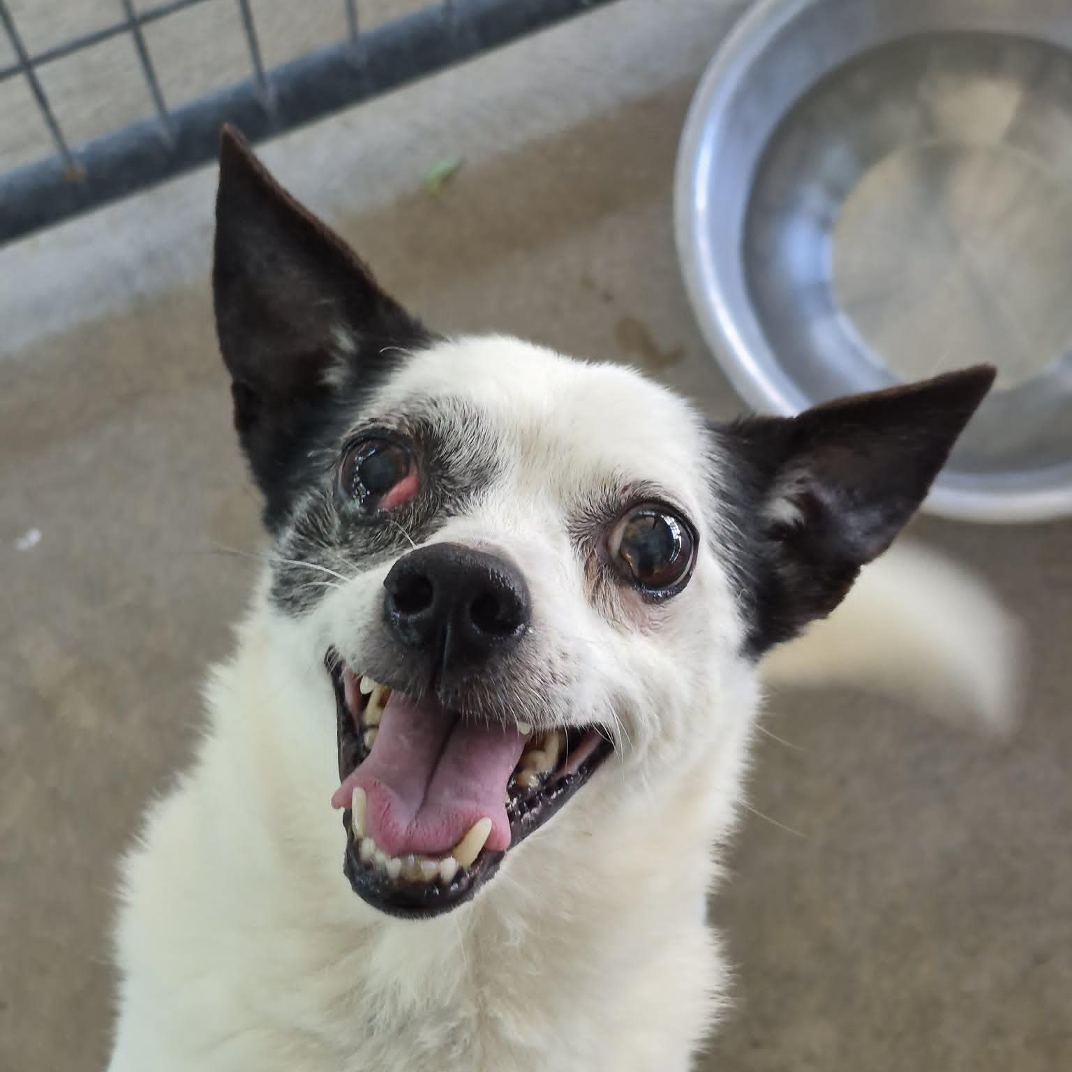 Jack, adopted, Senior Male Chihuahua.