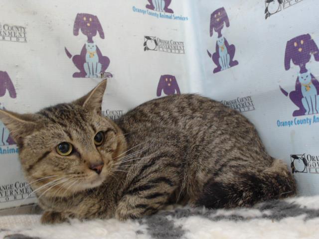 PITUCO, Adoptable, Young Male Domestic Short Hair.