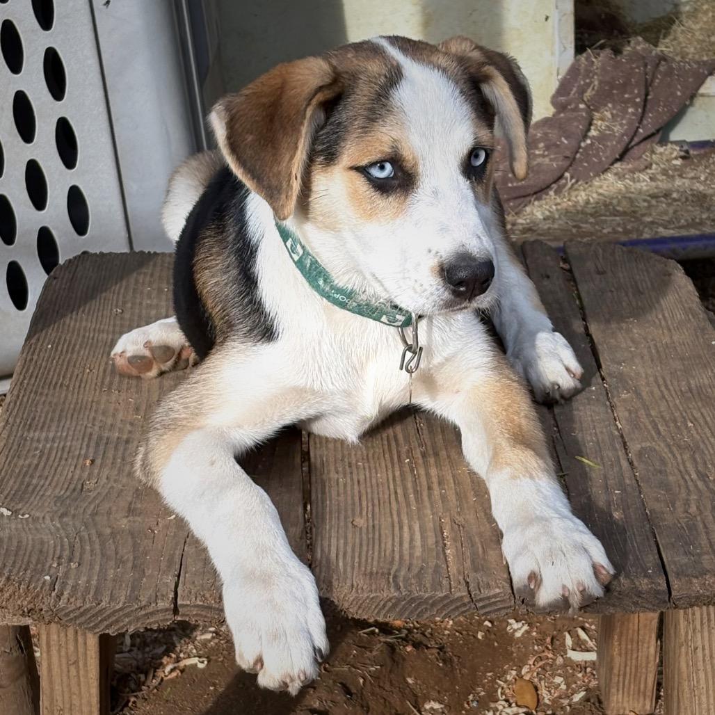 Kassie, Adoptable, Puppy Female Shepherd.