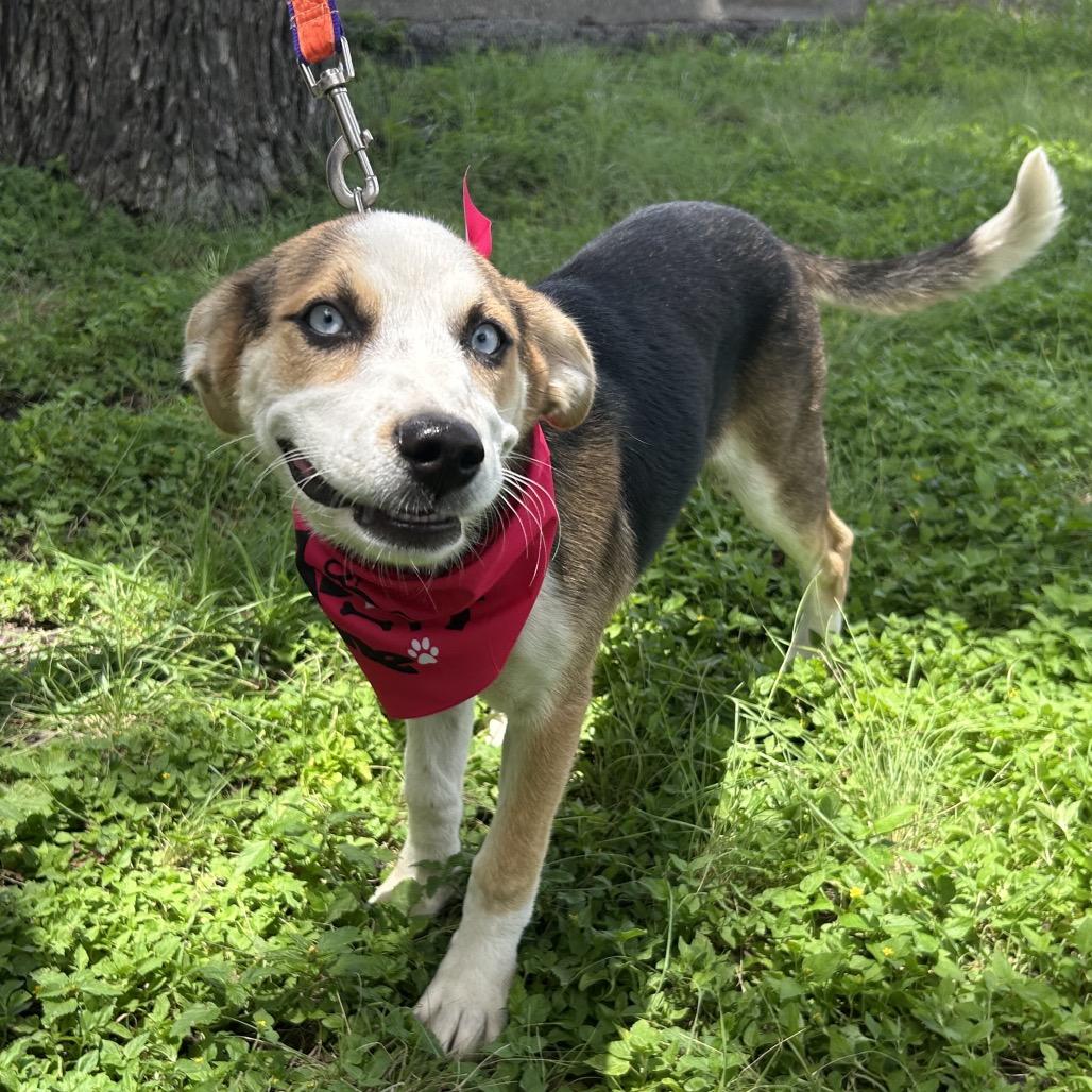 Kassie, a Adoptable Shepherd in San Antonio, TX image 2/6