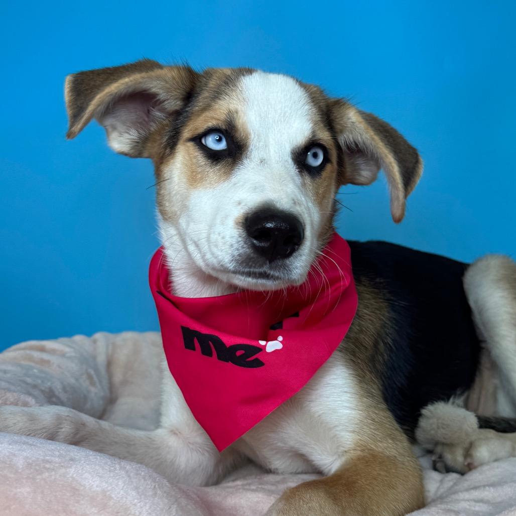 Kassie, a Adoptable Shepherd in San Antonio, TX image 3/6