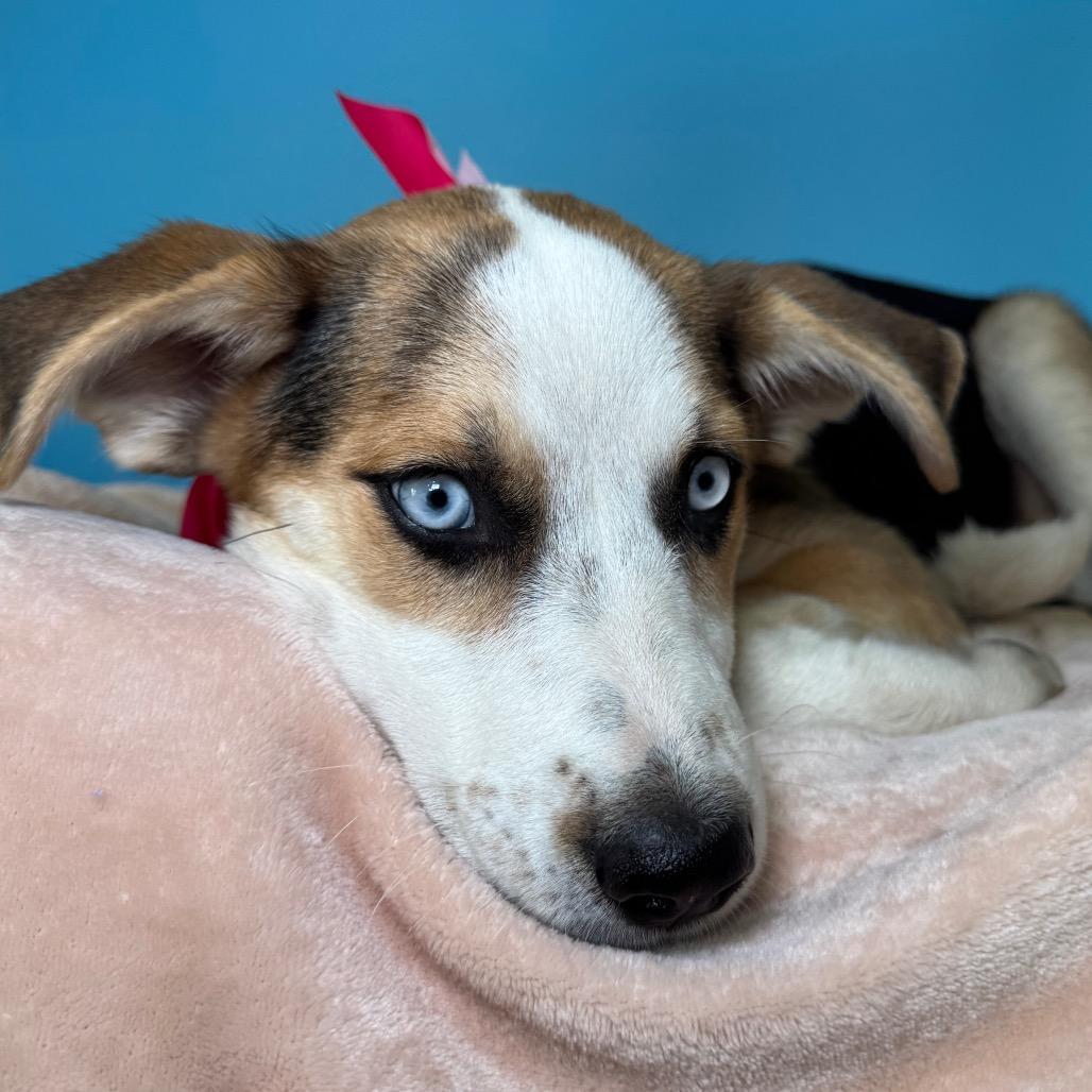 Kassie, a Adoptable Shepherd in San Antonio, TX image 4/6