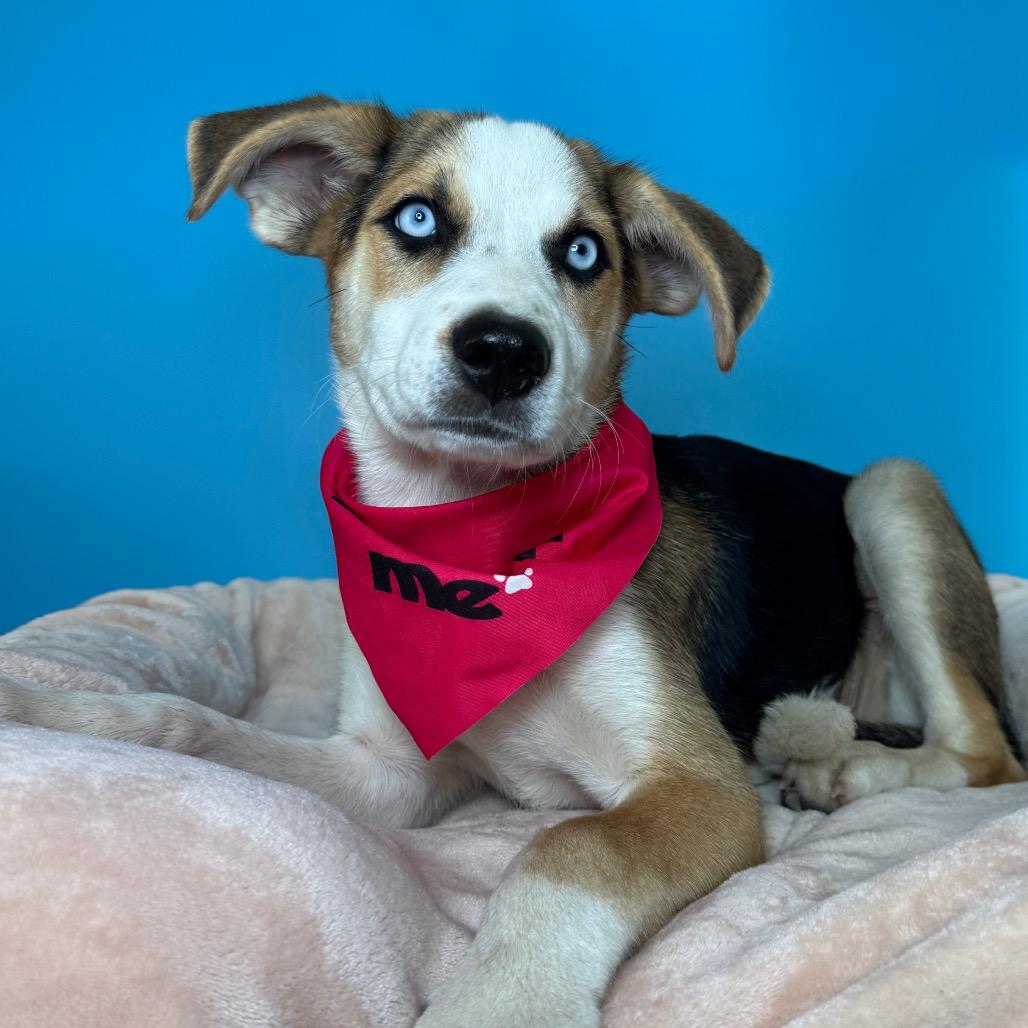 Kassie, a Adoptable Shepherd in San Antonio, TX image 5/6