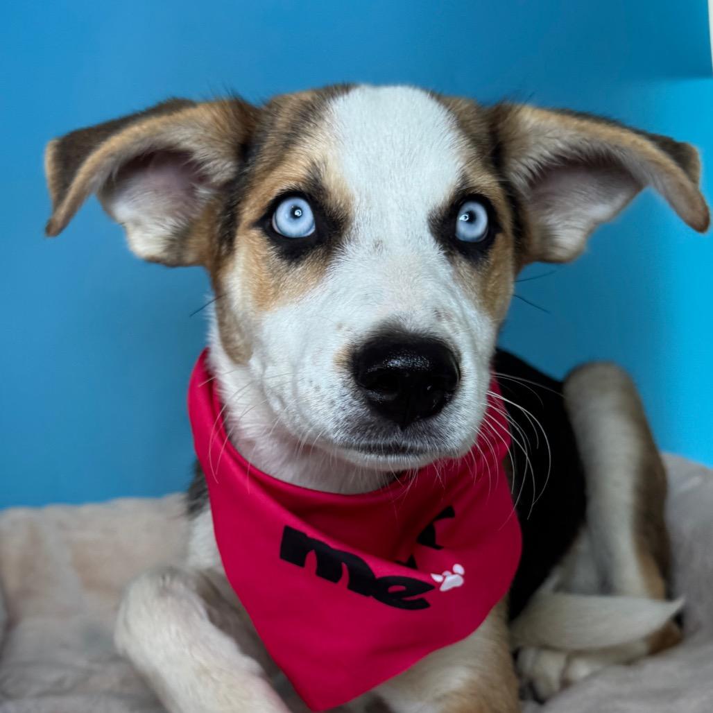 Kassie, a Adoptable Shepherd in San Antonio, TX image 6/6