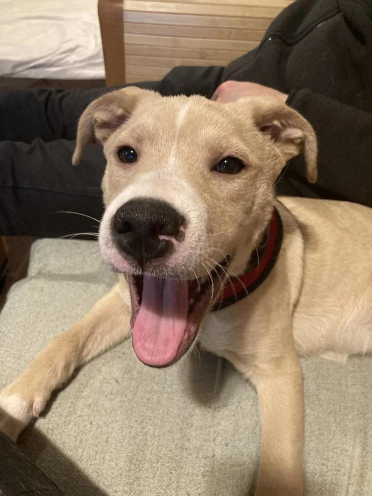 Enlarge ZSA-ZSA, a ADOPTABLE Mixed Breed in North York, ON image 4/6