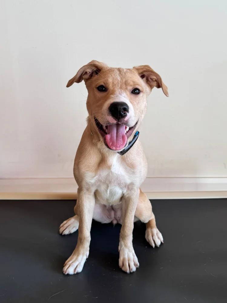 Enlarge ZSA-ZSA, a ADOPTABLE Mixed Breed in North York, ON image 1/6