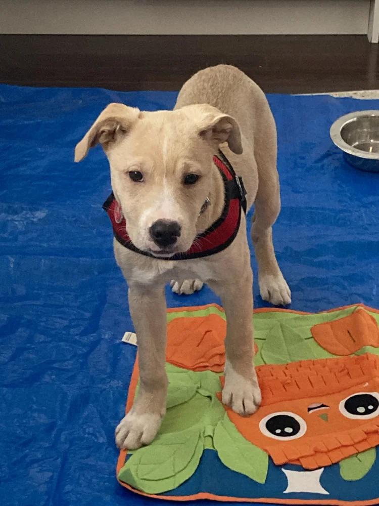 Enlarge ZSA-ZSA, a ADOPTABLE Mixed Breed in North York, ON image 5/6