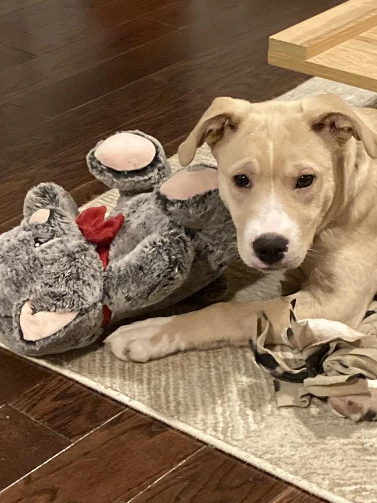 Enlarge ZSA-ZSA, a ADOPTABLE Mixed Breed in North York, ON image 6/6