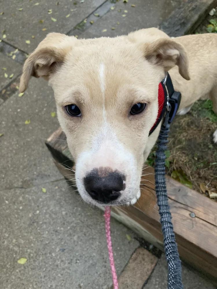 Enlarge ZSA-ZSA, a ADOPTABLE Mixed Breed in North York, ON image 3/6