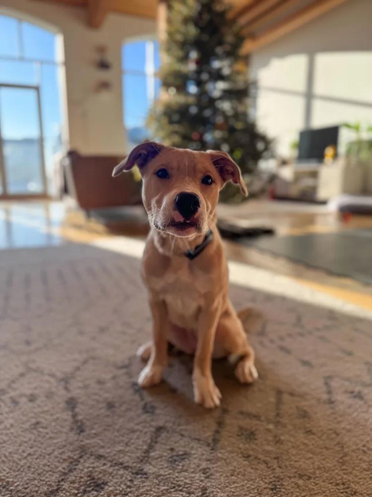 Enlarge ZSA-ZSA, a ADOPTABLE Mixed Breed in North York, ON image 2/6