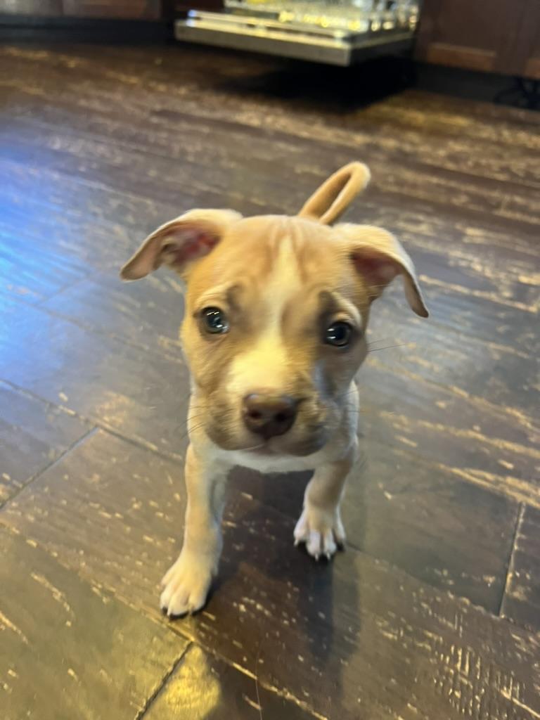 Enlarge Sauerkraut - male puppy, a ADOPTABLE American Bully in Sammamish, WA image 2/4