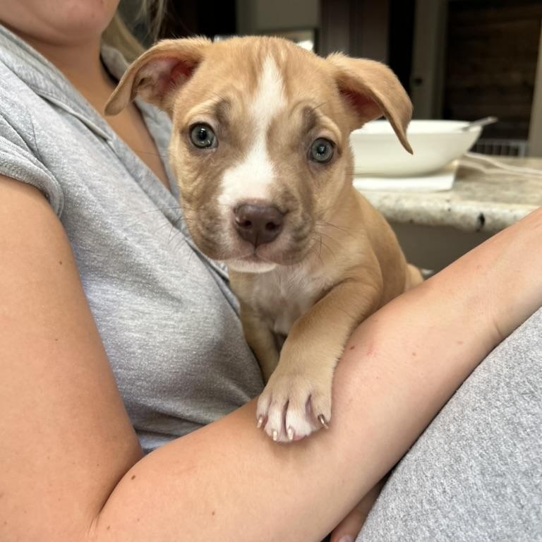 Sauerkraut - male puppy, ADOPTABLE, Puppy Male American Bully.