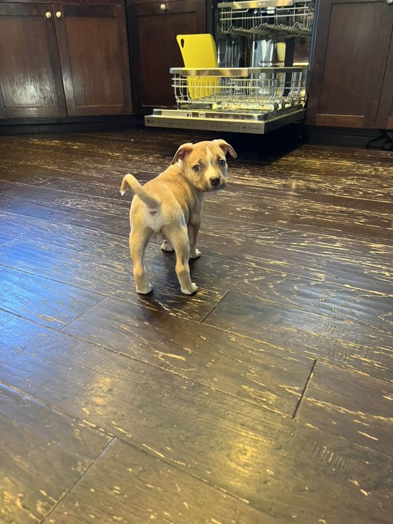 Enlarge Sauerkraut - male puppy, a ADOPTABLE American Bully in Sammamish, WA image 3/4