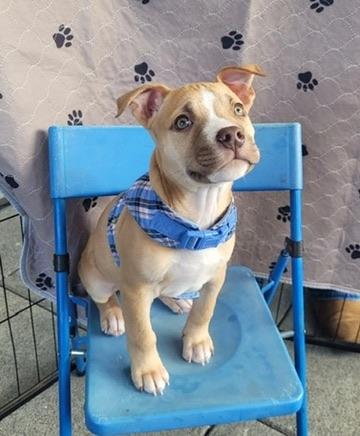 Sauerkraut - male puppy, adoptable, Puppy Male American Bully.