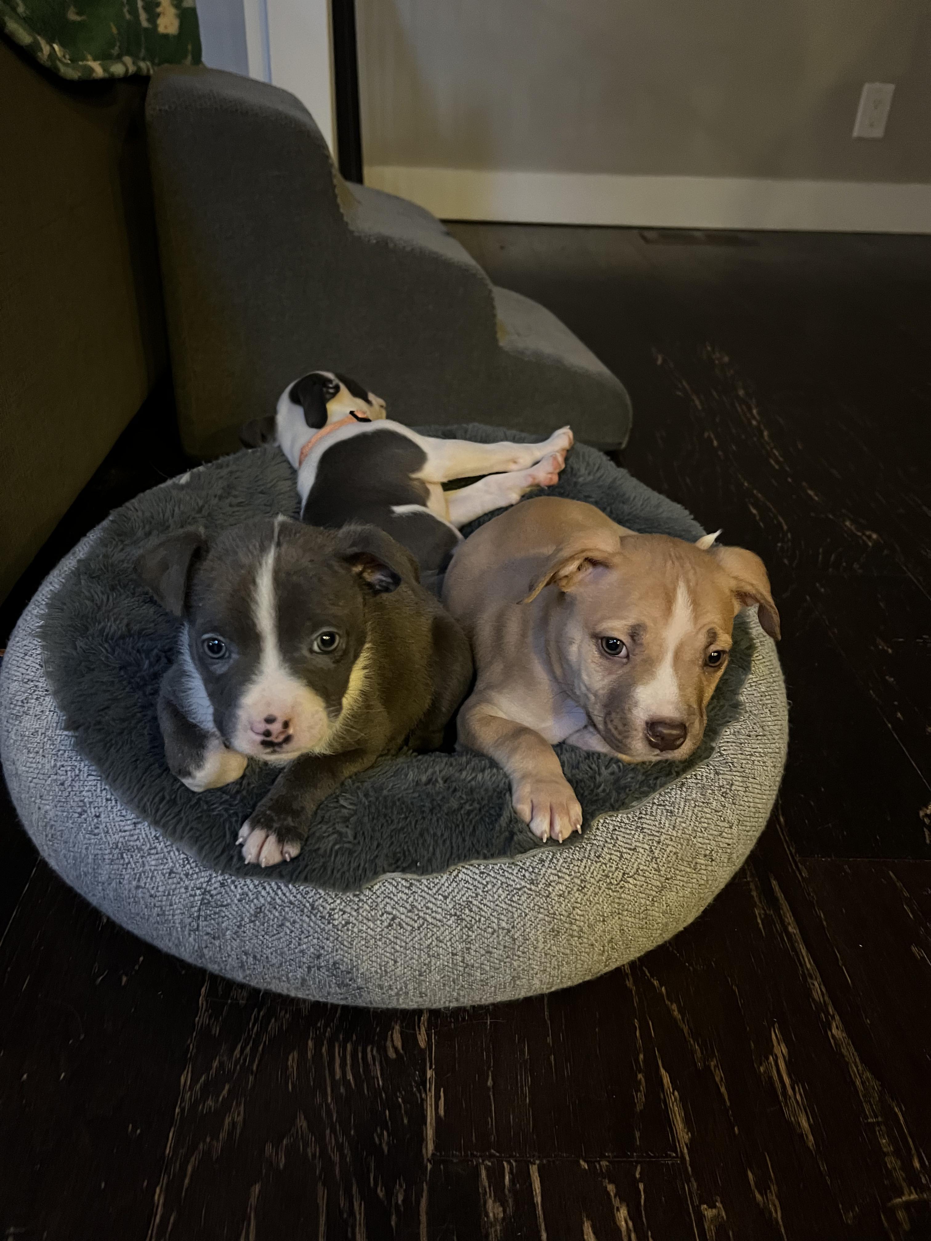 Enlarge Sauerkraut - male puppy, a ADOPTABLE American Bully in Sammamish, WA image 4/4