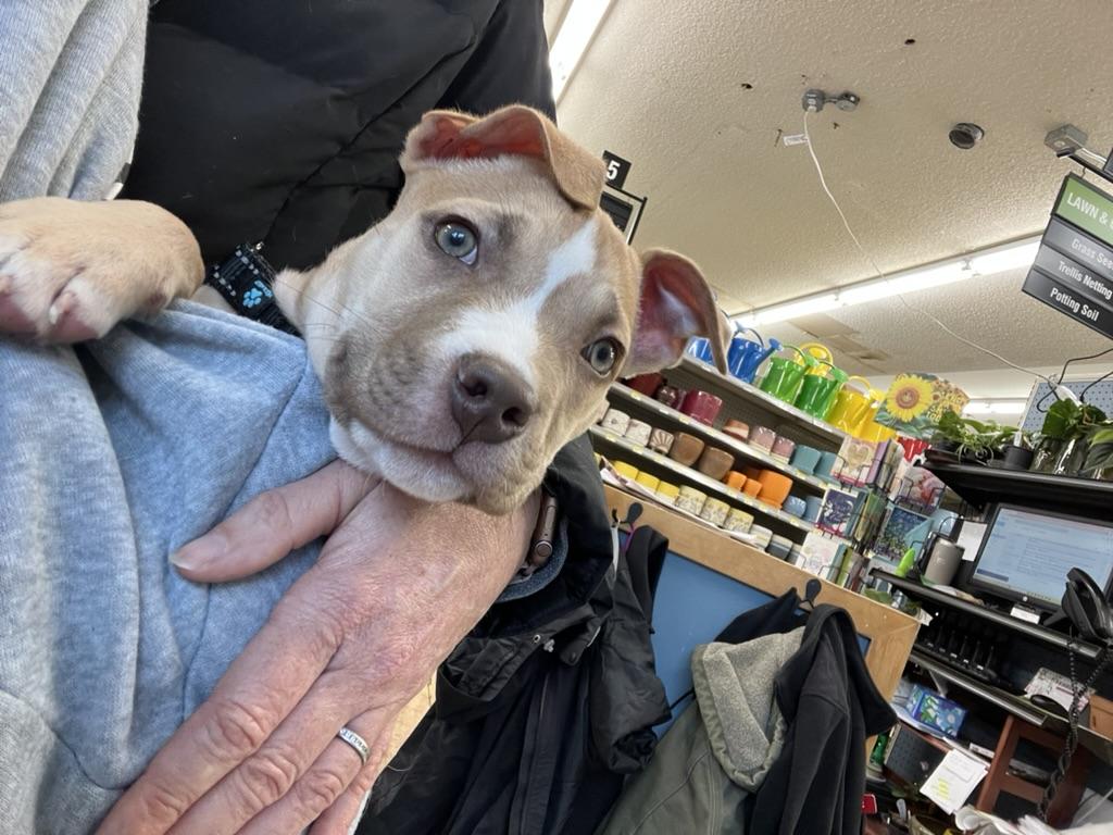 Enlarge Sauerkraut - male puppy, an adoptable American Bully in Sammamish, WA image 2/5