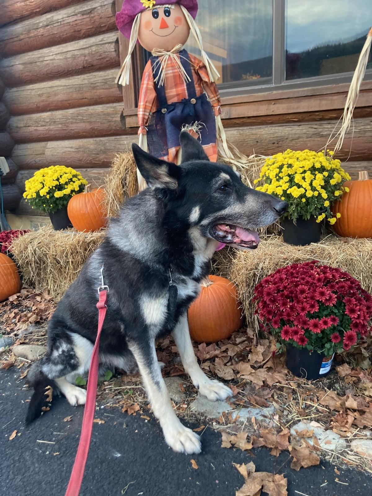 Enlarge Justice, a Adoptable mixed breed in Kellogg, ID image 6/6
