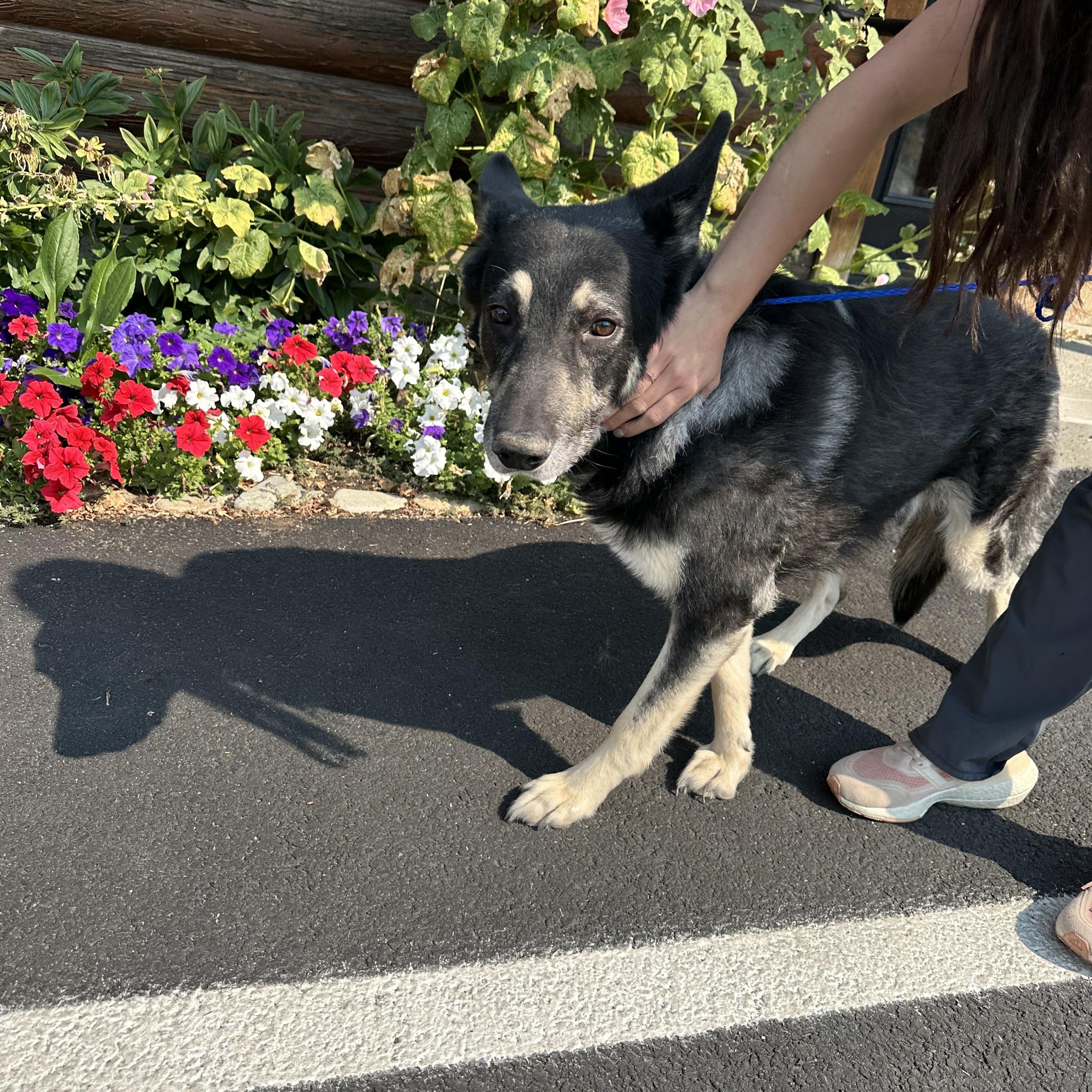 Enlarge Justice, a Adoptable mixed breed in Kellogg, ID image 5/6