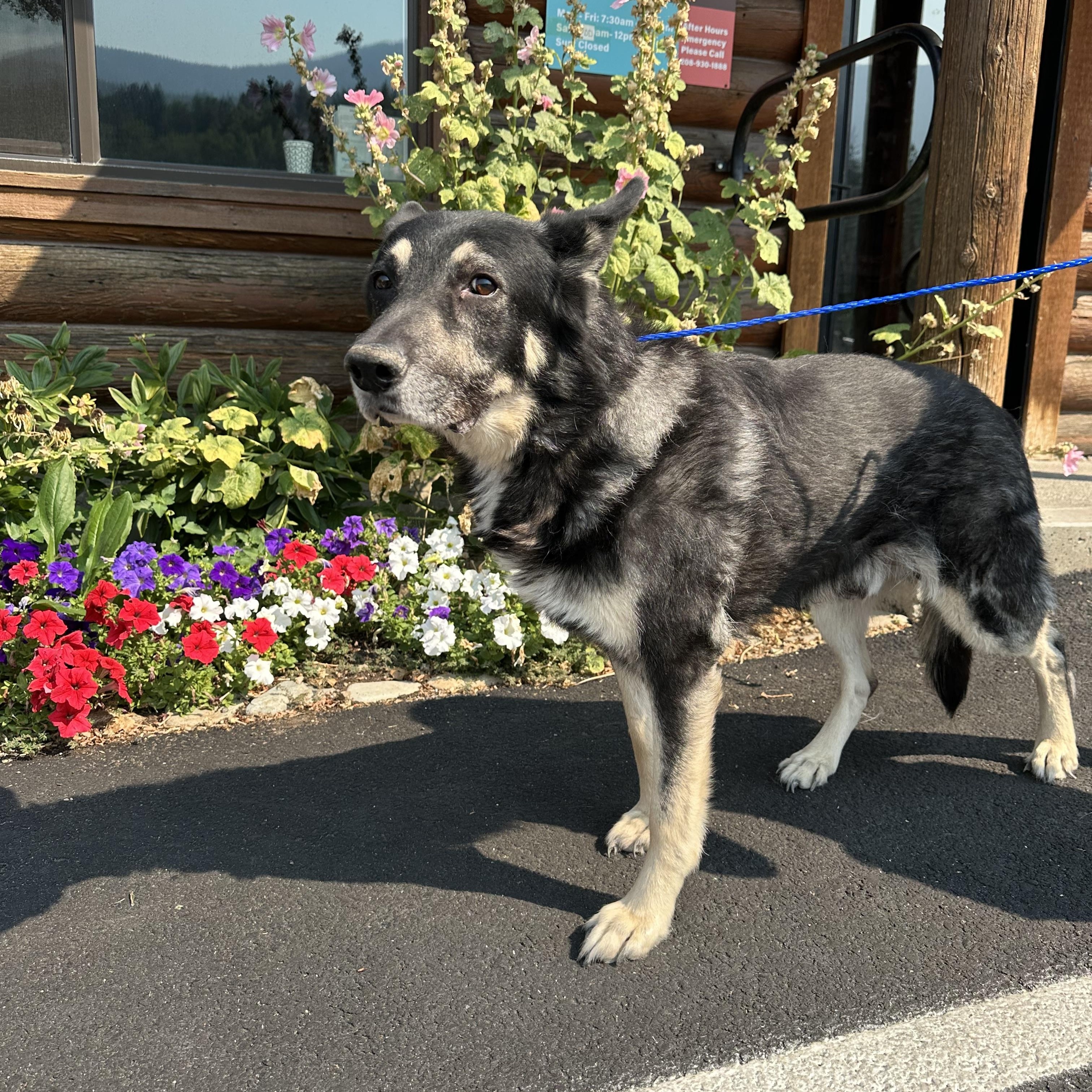 Justice, an adoptable German Shepherd Dog in Kellogg, ID, 83837 | Photo Image 4