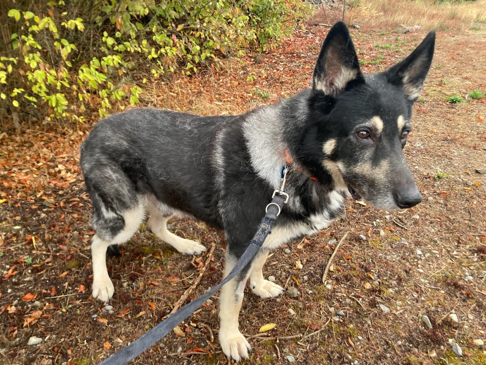Justice, an adoptable German Shepherd Dog in Kellogg, ID, 83837 | Photo Image 2