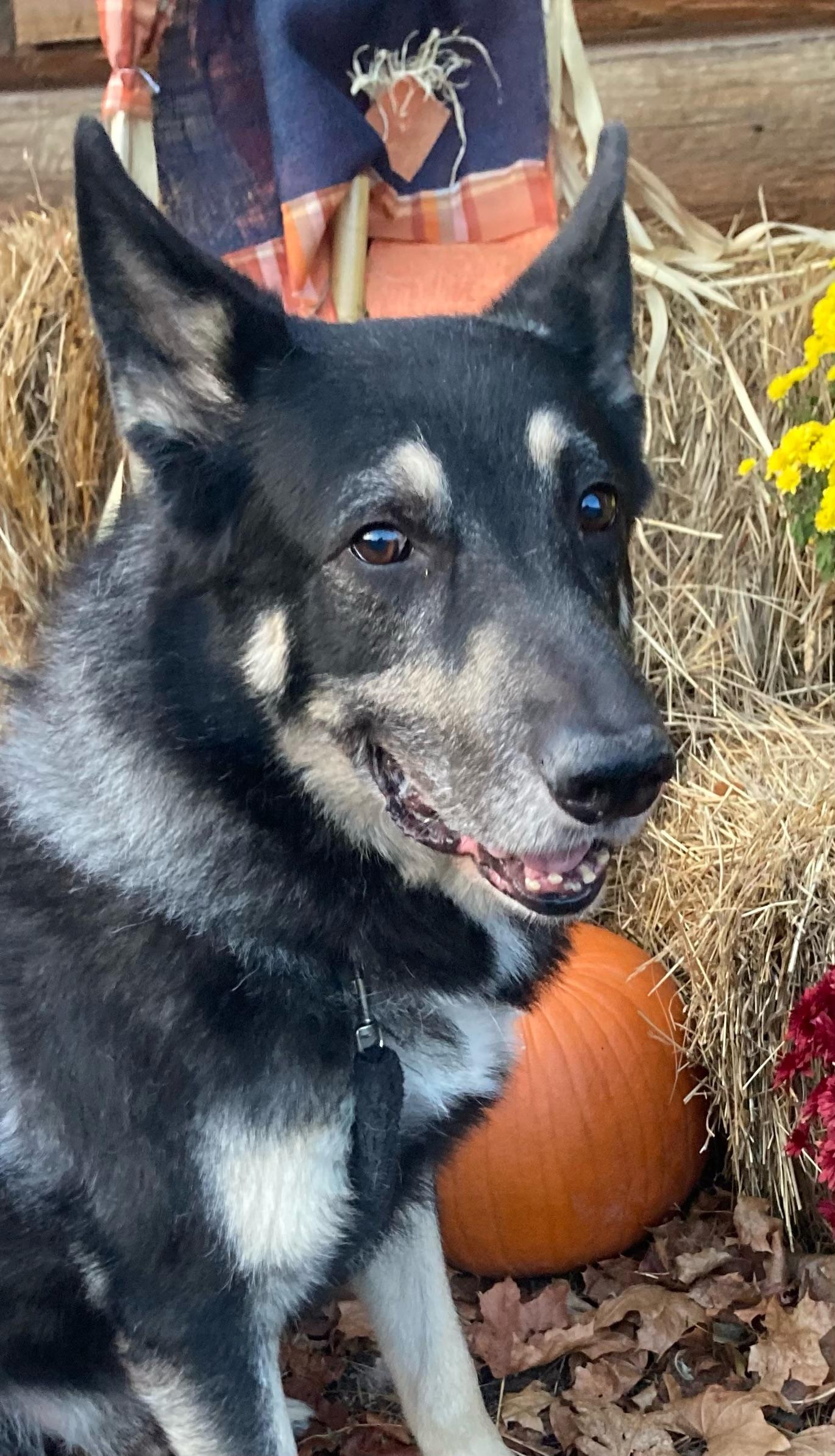 Justice, Adoptable, Senior Male German Shepherd Dog.