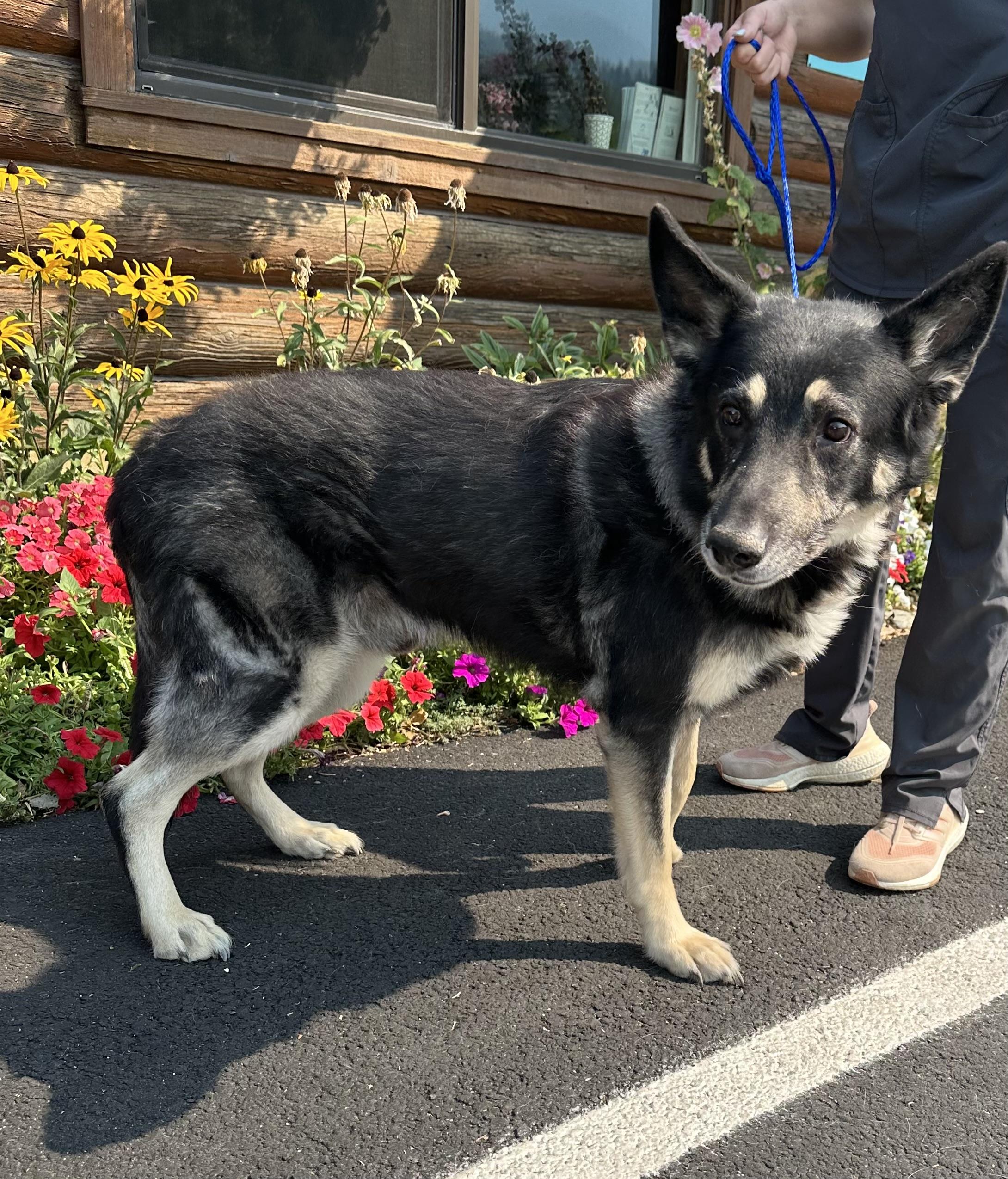 Justice, an adoptable German Shepherd Dog in Kellogg, ID, 83837 | Photo Image 3