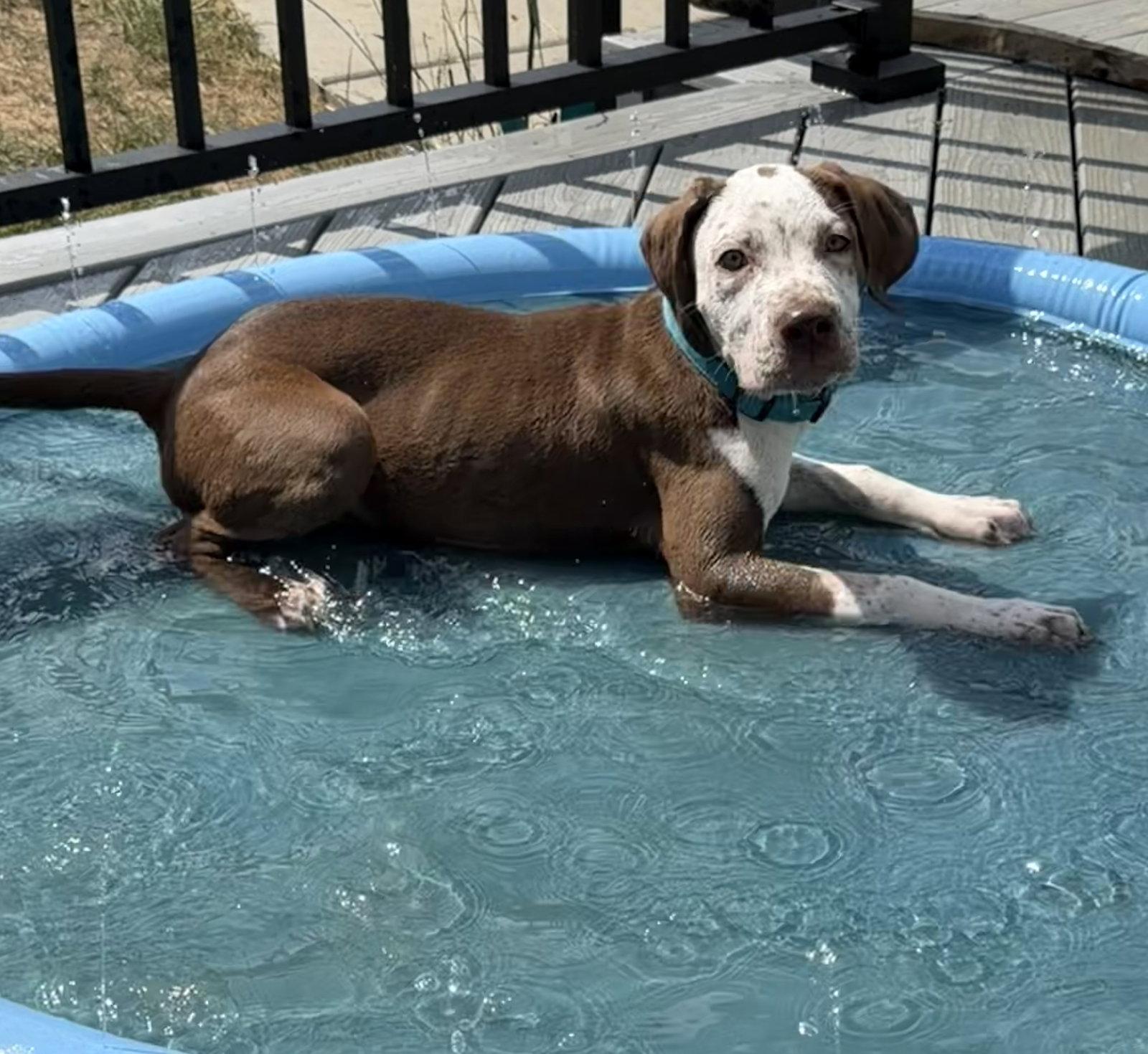 Todd, Adoptable, Puppy Male Coonhound.