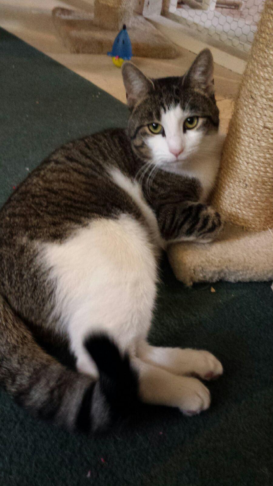 Enlarge Jax, a Adoptable mixed breed in Westfield, NJ image 1/2