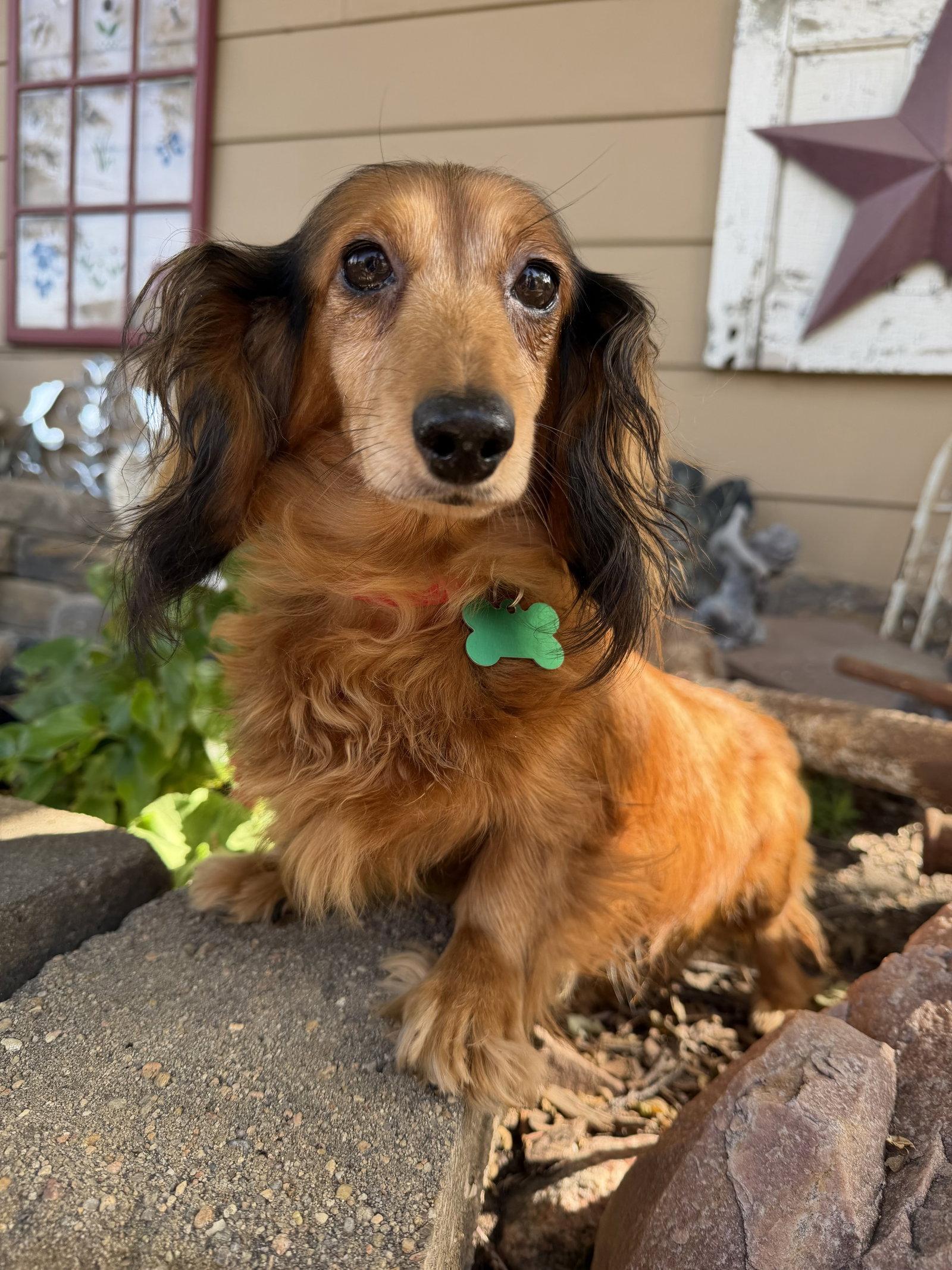 Enlarge Winnie, a Adoptable Dachshund in Sioux Falls, SD image 1/3