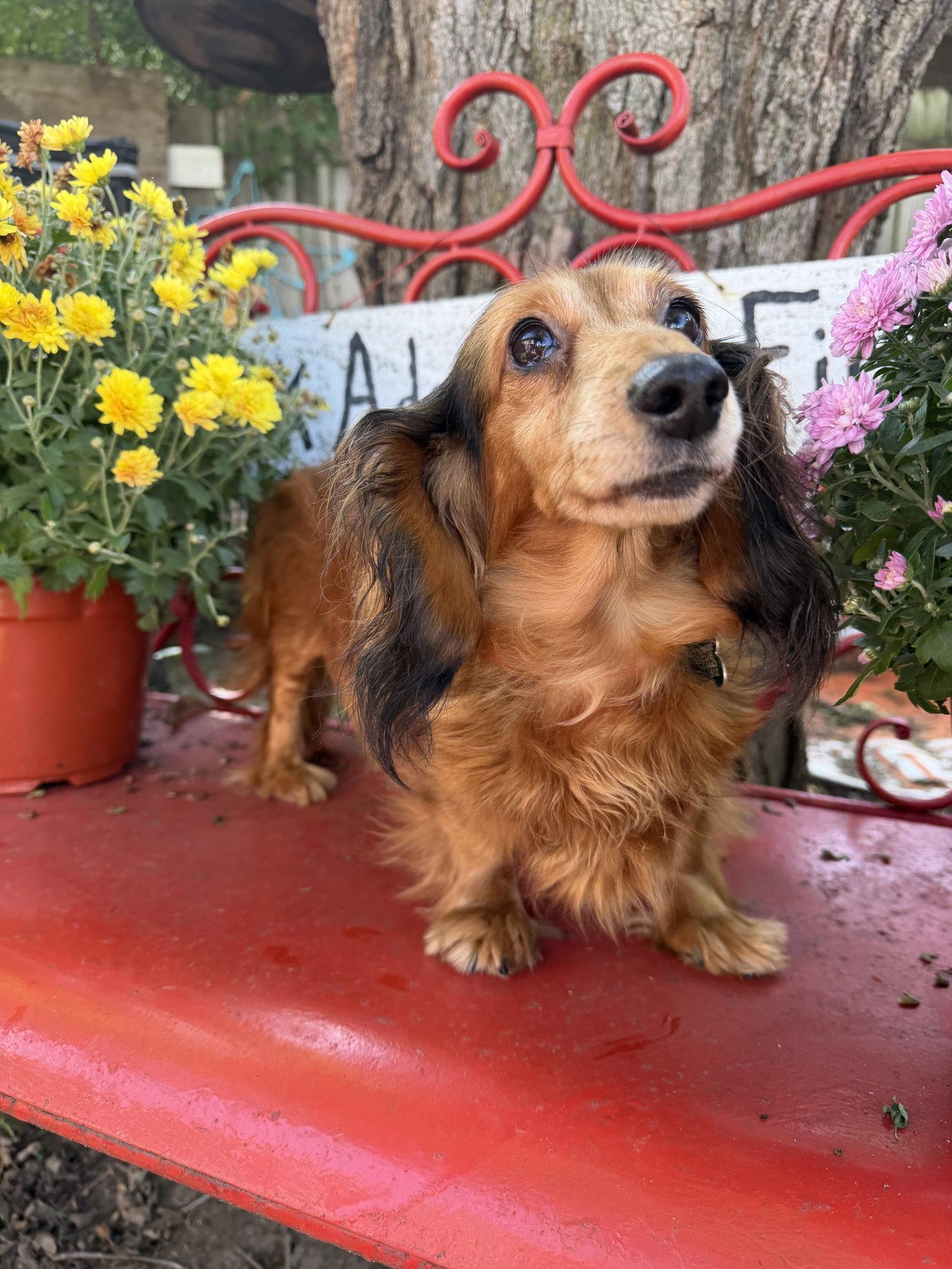 Enlarge Winnie, a Adoptable Dachshund in Sioux Falls, SD image 2/3