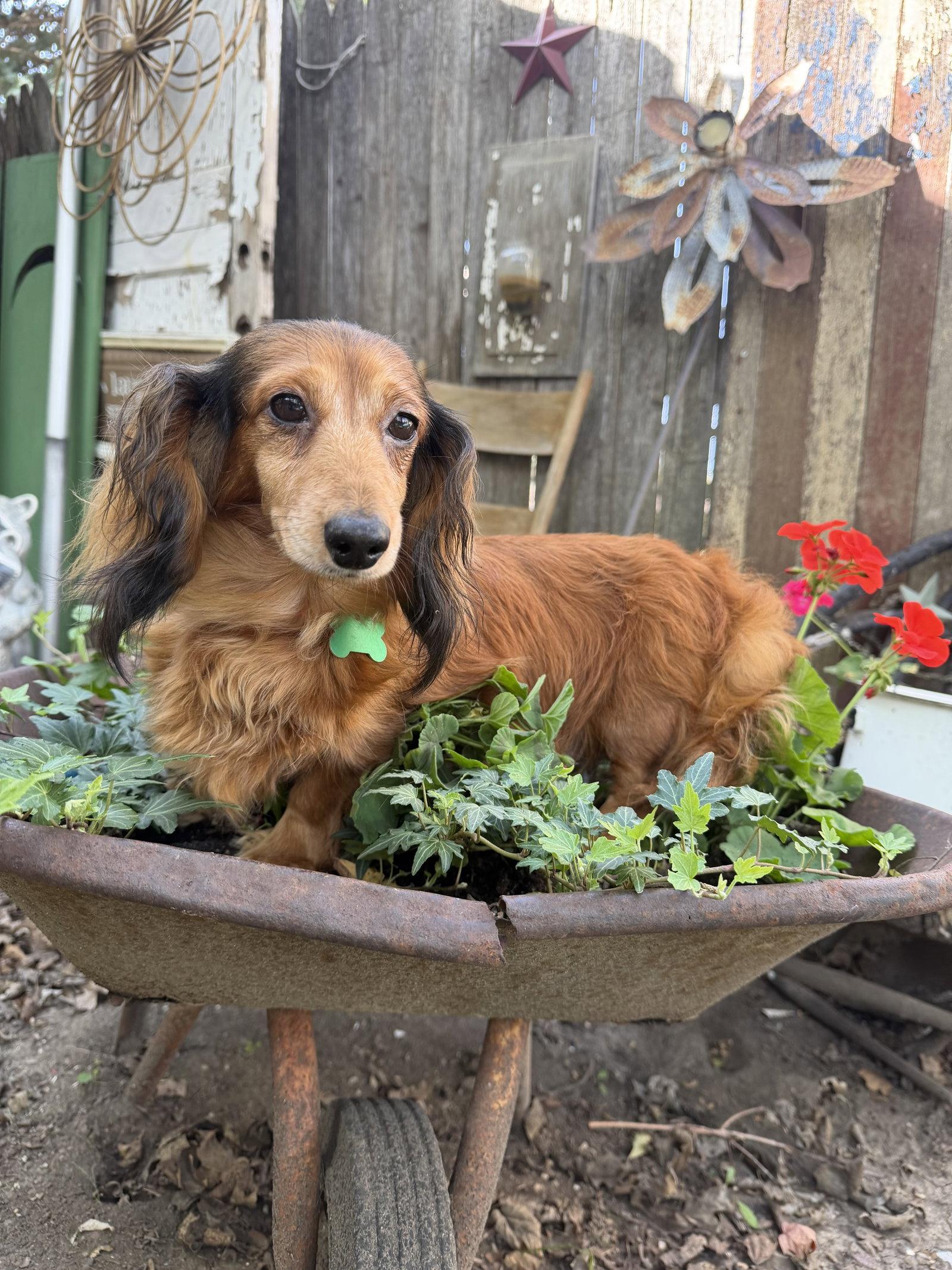 Enlarge Winnie, a Adoptable Dachshund in Sioux Falls, SD image 3/3