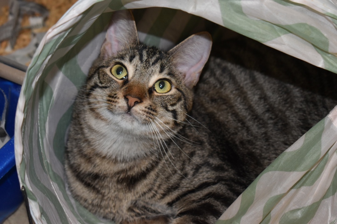 Jamison, a Adoptable Domestic Short Hair in Milledgeville, GA image 1/2