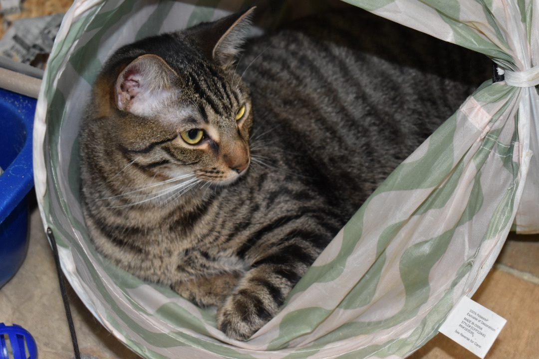 Jamison, a Adoptable Domestic Short Hair in Milledgeville, GA image 2/2