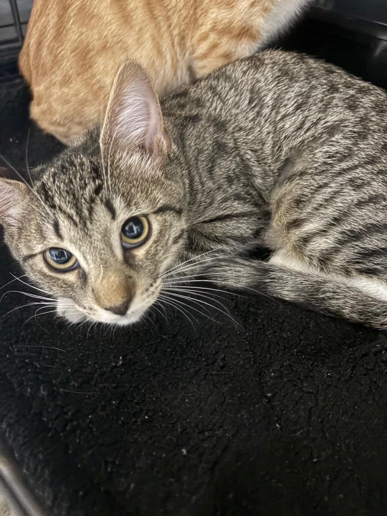 Enlarge Ember, a Adopted mixed breed in Corpus Christi, TX image 1/1