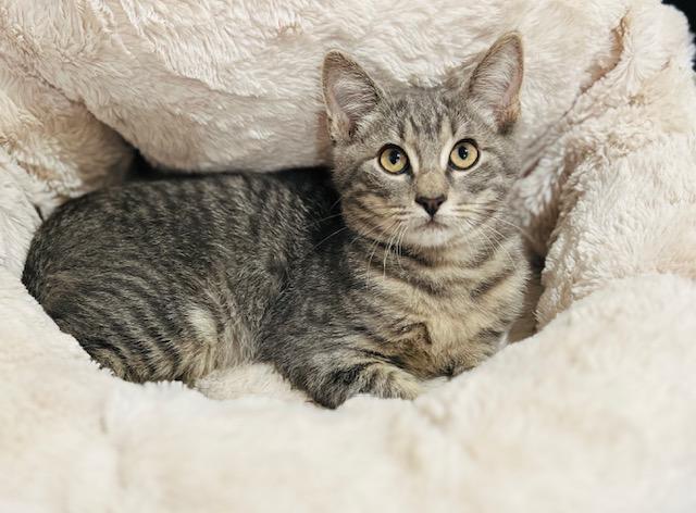 Tate Tabby Cat