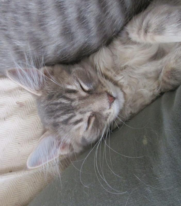 Enlarge Lionheart, an adopted Domestic Medium Hair in Woodbridge, VA image 2/3