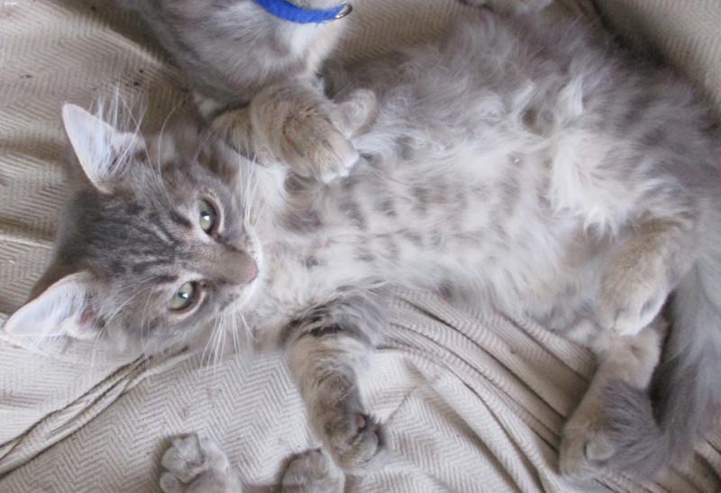 Enlarge Lionheart, an adopted Domestic Medium Hair in Woodbridge, VA image 1/3