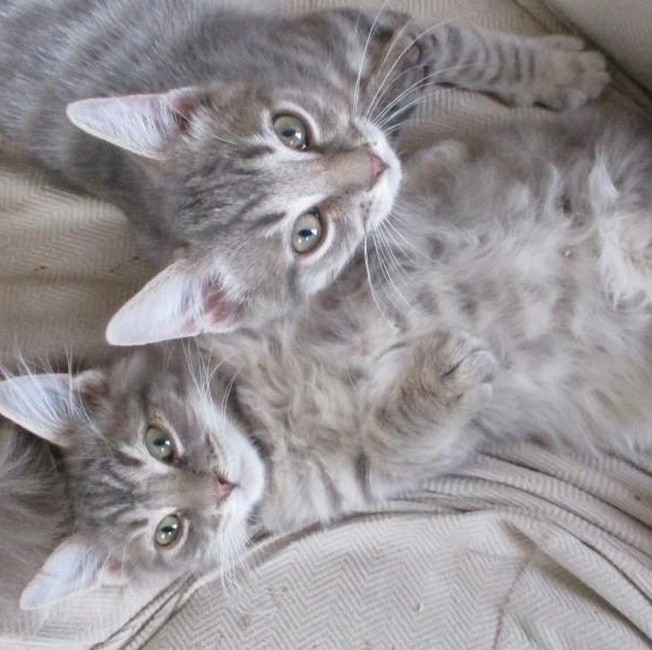 Enlarge Lionheart, an adopted Domestic Medium Hair in Woodbridge, VA image 3/3