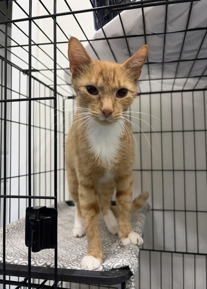 Eerie, Adoptable, Adult Female Domestic Short Hair.