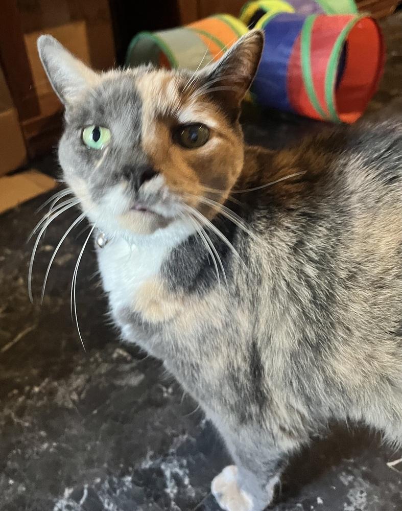 Enlarge Two Face, a Adopted Domestic Short Hair in Saint Augustine, FL image 1/3