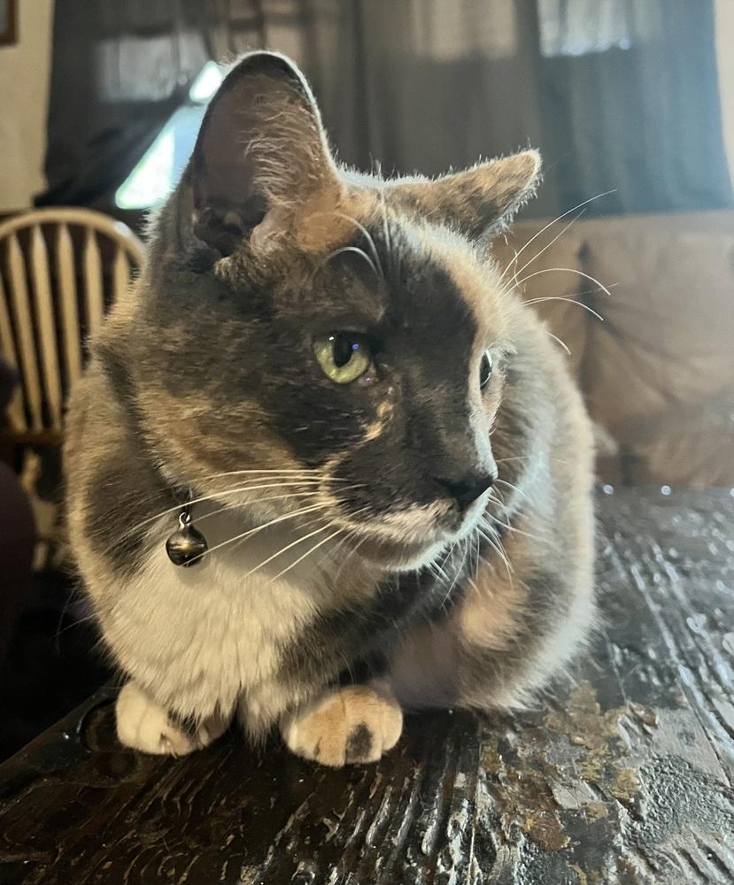 Enlarge Two Face, a Adopted Domestic Short Hair in Saint Augustine, FL image 2/3