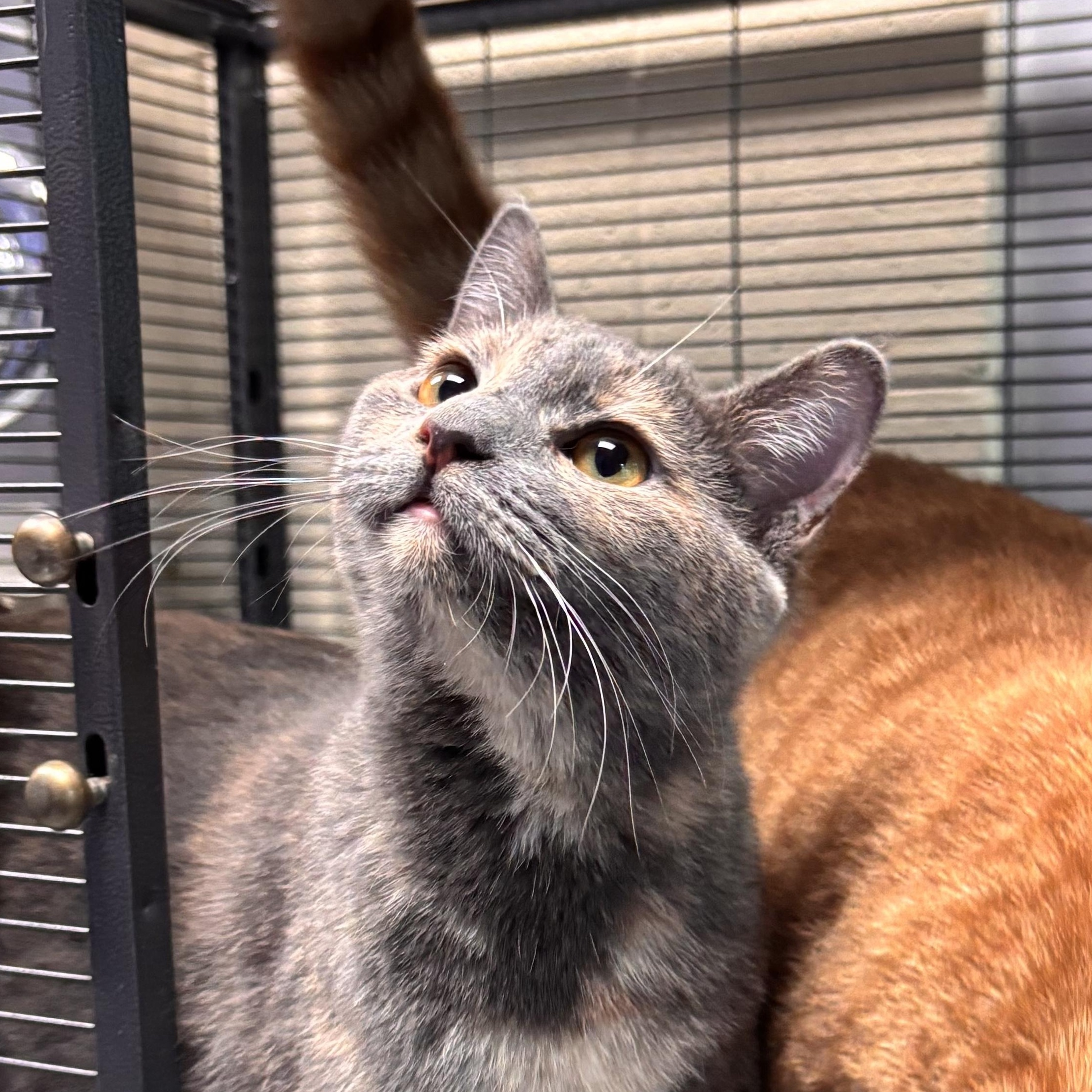 Sailor Moon, Adoptable, Young Female Domestic Short Hair.