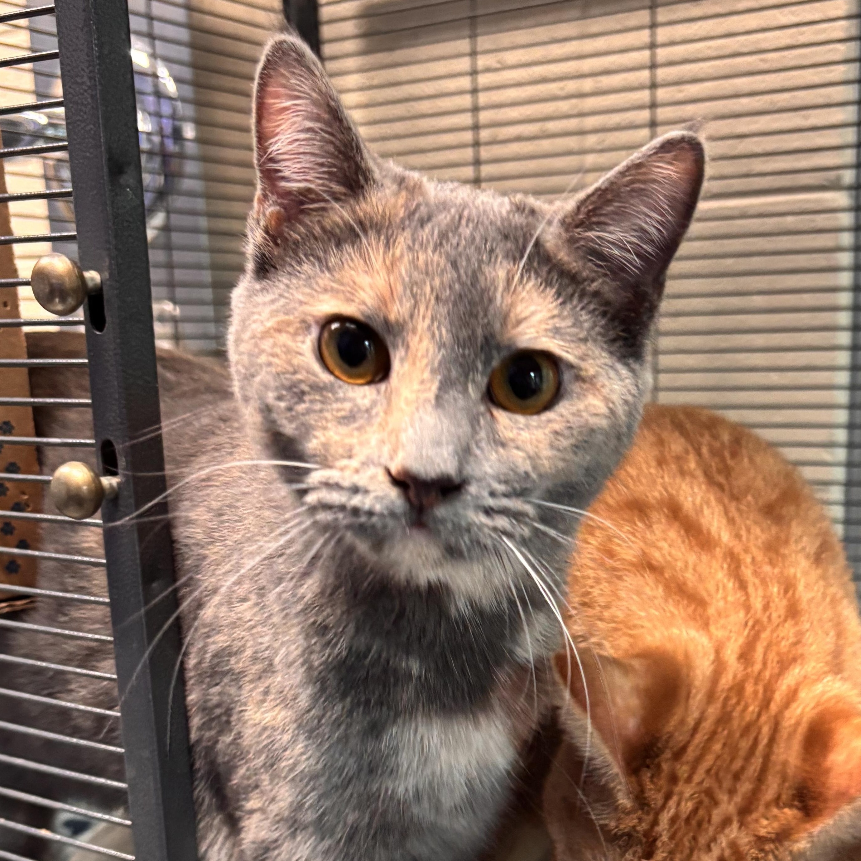 Sailor Moon, a Adoptable Domestic Short Hair in Charleston, SC image 2/2