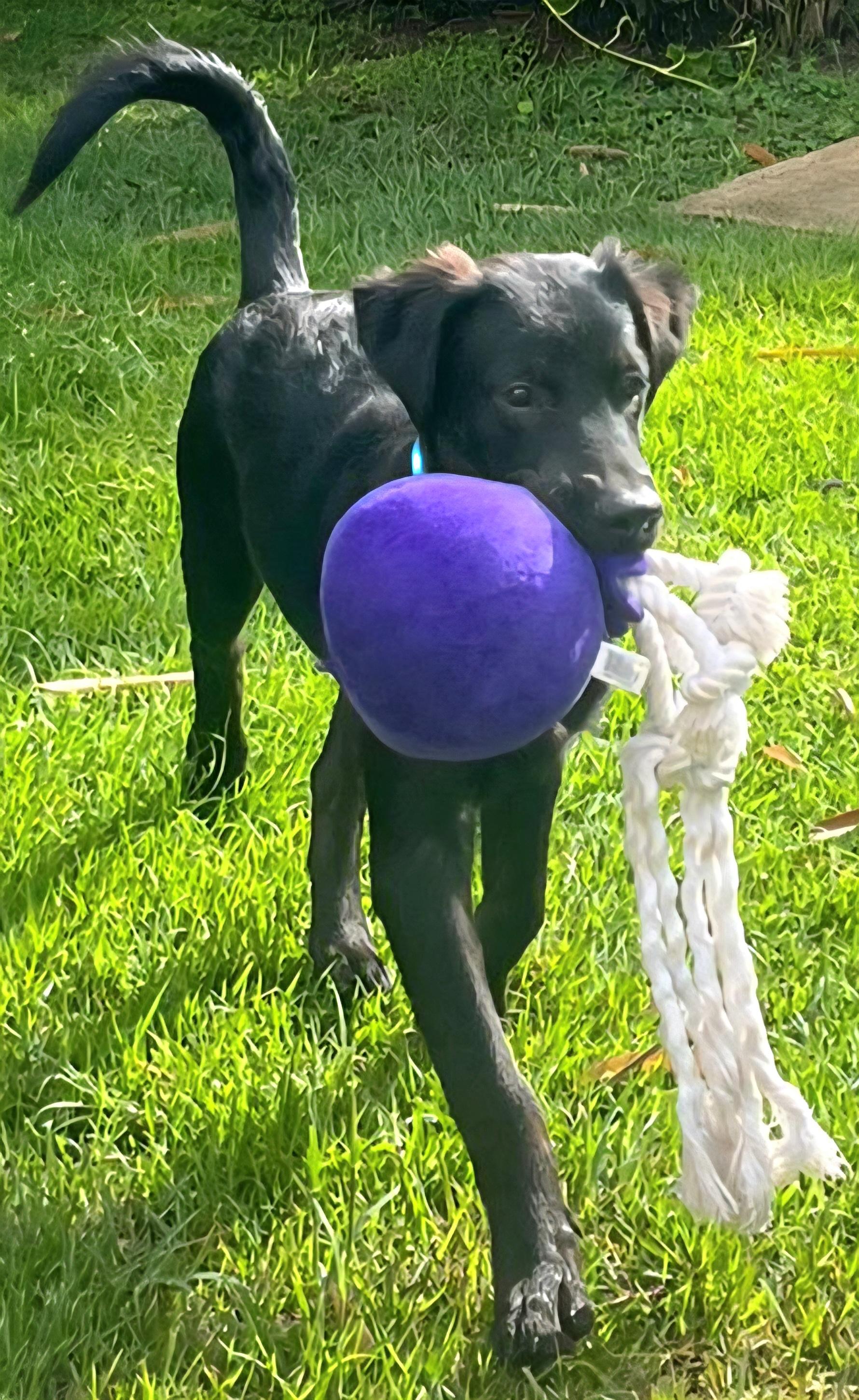 Choco "so Lovable!" thumbnail 2