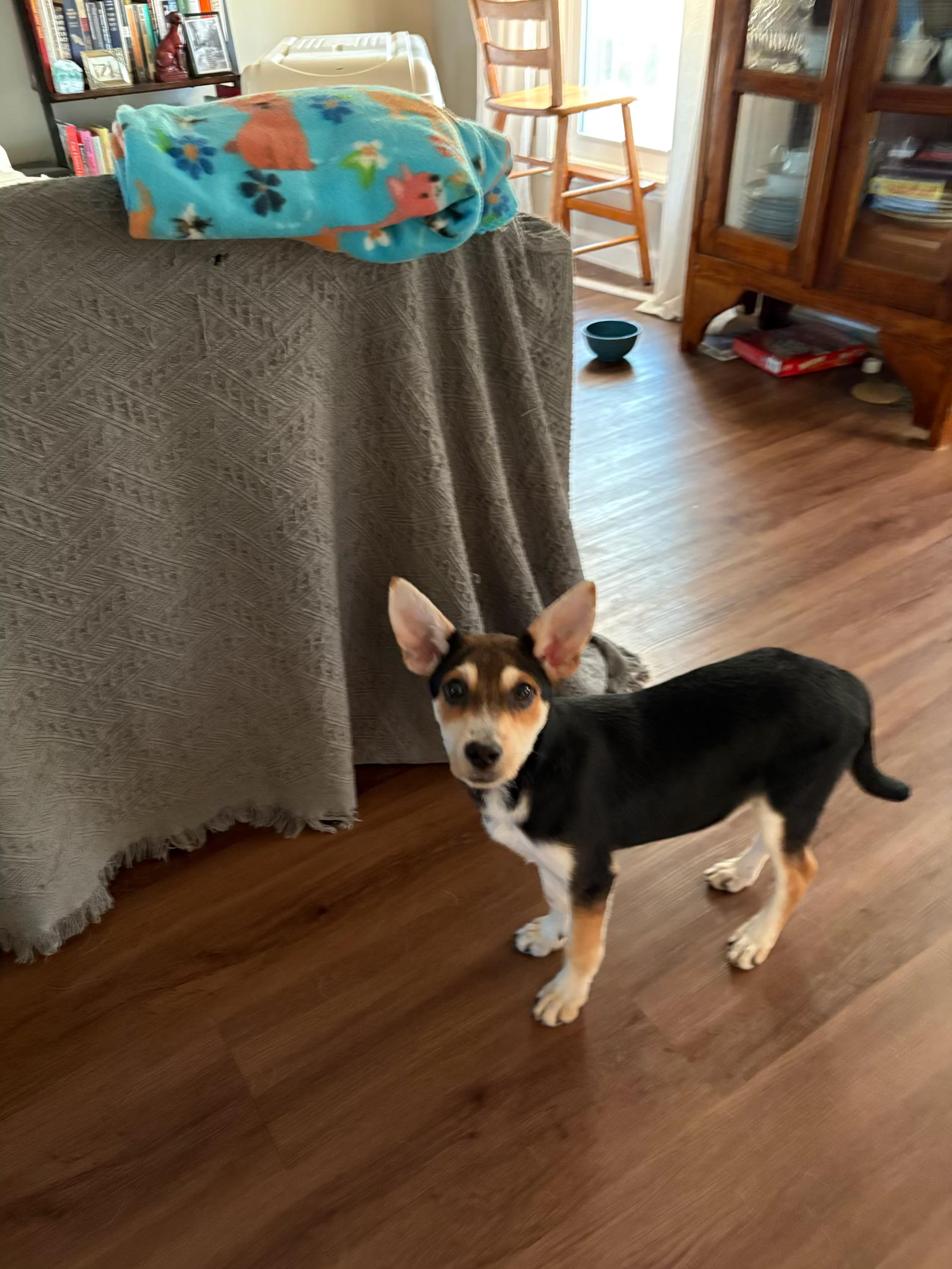 Silo, an adopted Mixed Breed in Franklin, TN image 3/4